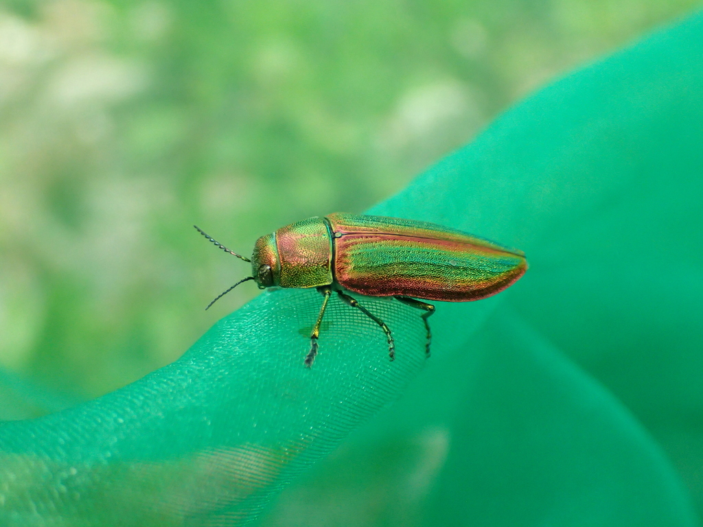 Australia,West Australia/ オオムカシタマムシ Themognatha sp. ＊翅に緑光沢あるが撮影が難しい・ 種名について補足有 - 虫類