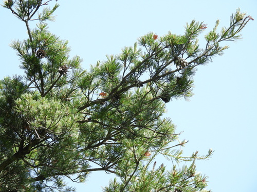 Pinus parviflora, photograph 4