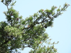 author not stated, no rights reserved Pinus parviflora, photograph author not stated, no rights reserved