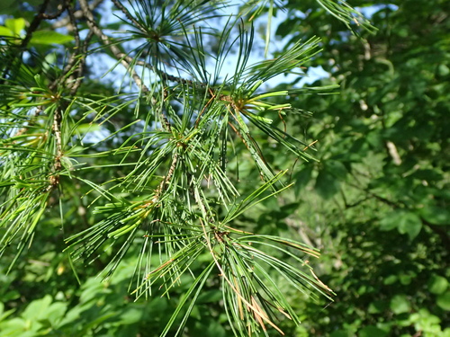 Pinus parviflora, photograph 5