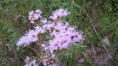 Chromolaena arnottiana