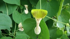 Aristolochia argentina