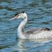 Eurasian Great Crested Grebe - Photo (c) Avinash Bhagat, some rights reserved (CC BY-NC), uploaded by Avinash Bhagat