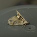 Jasmine Bud Worm (Moth) - Photo (c) Rohit, some rights reserved (CC BY-SA), uploaded by Rohit