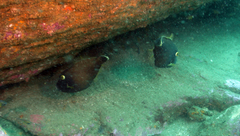 Eubalichthys bucephalus