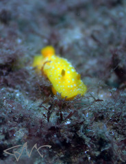 Doris chrysoderma