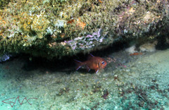 Trachichthys australis