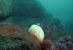 Polycitor giganteus