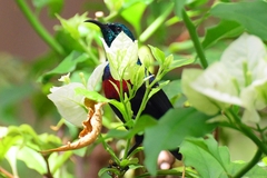 Cinnyris erythrocercus