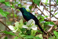 Cinnyris erythrocercus