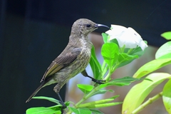 Cinnyris erythrocercus