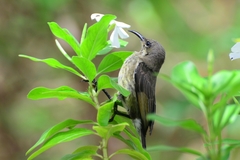 Cinnyris erythrocercus