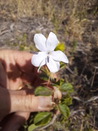 Barleria ramulosa image