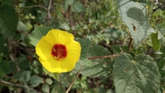 Pavonia argentina