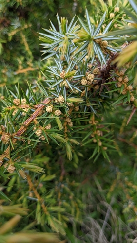 Image of Juniperus formosana by (c) 許文俊, some rights reserved (CC BY-SA)