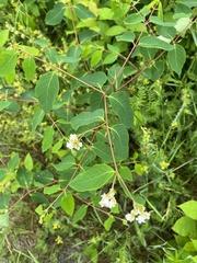 Apocynum androsaemifolium image