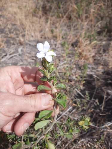 Barleria ramulosa image