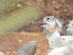 Ammospermophilus interpres