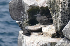 Anous stolidus galapagensis