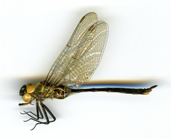 Somatochlora franklini