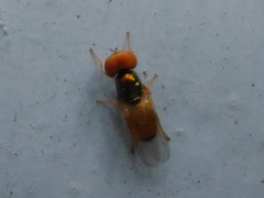 Microchrysa flaviventris