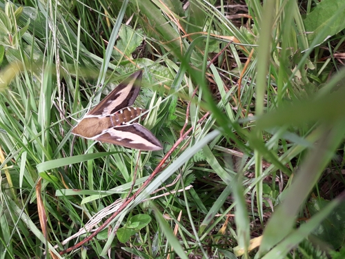 Hyles gallii
