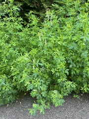 Melilotus albus image