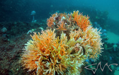 Melithaea