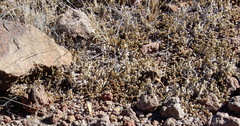 Selaginella peruviana