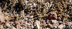 Selaginella peruviana