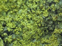 Gyalolechia xanthostigmoidea