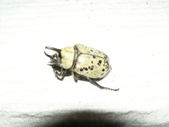 Dynastes hyllus