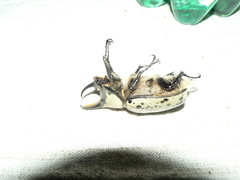 Dynastes hyllus