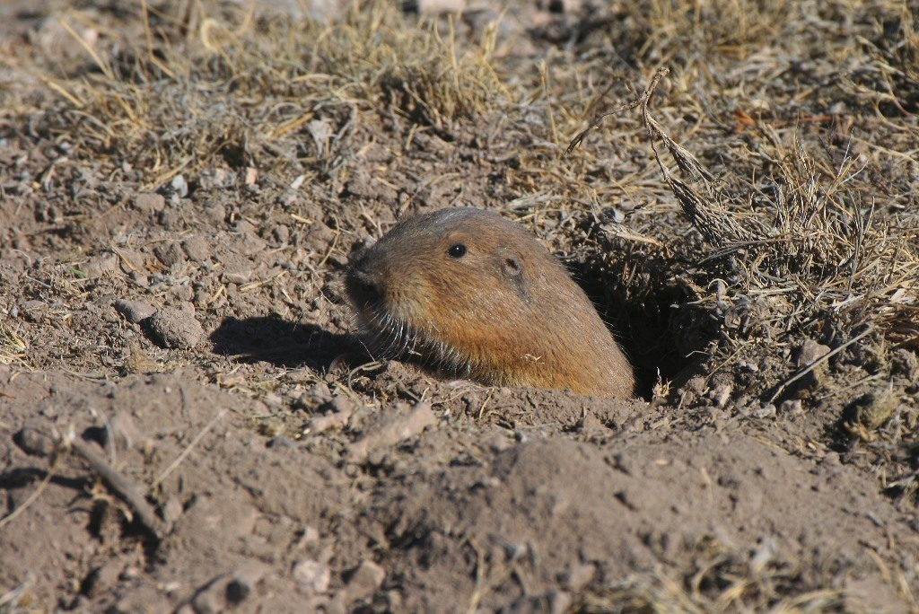 Goldman's Pocket Gopher