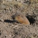 Goldman's Pocket Gopher - Photo (c) Juan Cruzado Cortés, some rights reserved (CC BY-SA), uploaded by Juan Cruzado Cortés