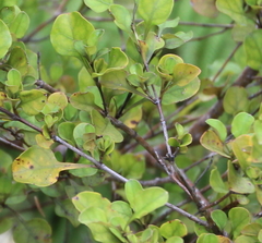Coprosma arborea