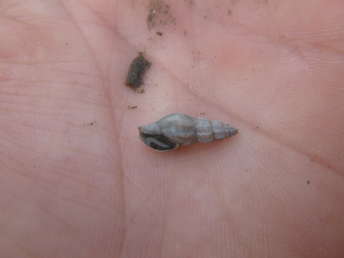 Neoguraleus manukauensis