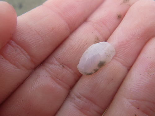 Philine auriformis