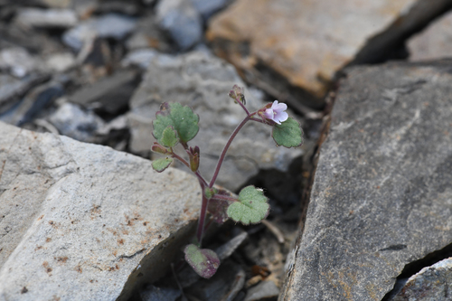 Handsome phacelia (Phacelia peirsoniana)
