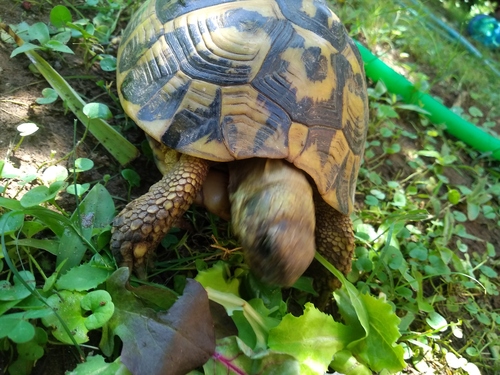 Hermann's Tortoise, Toscana, IT, photo 8 of 10