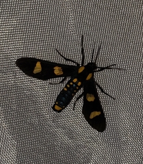 Phoenicoprocta hampsonii