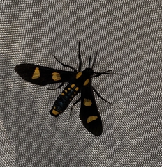 Phoenicoprocta hampsonii