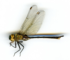 Somatochlora franklini