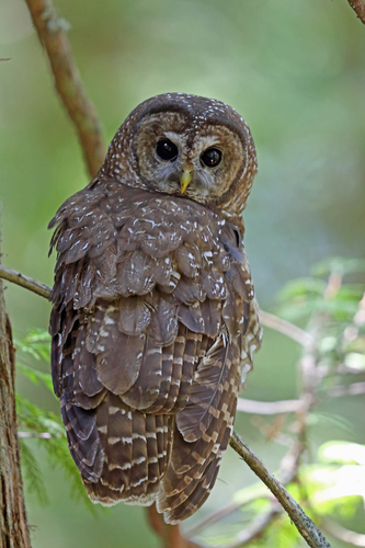 Northern Spotted Owl photographed in Washington