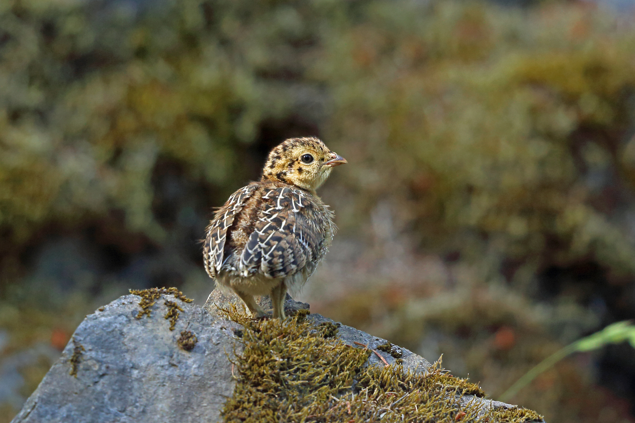Sooty Grouse (Dendragapus fuliginosus)