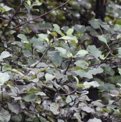 Coprosma arborea