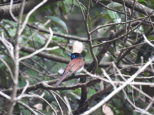 Black Paradise Flycatcher (Terpsiphone atrocaudata), photo 6