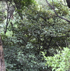 Coprosma arborea