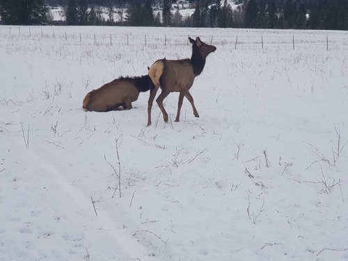 American Elk photographed in Idaho