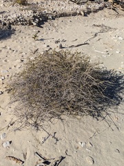 Euphorbia magdalenae